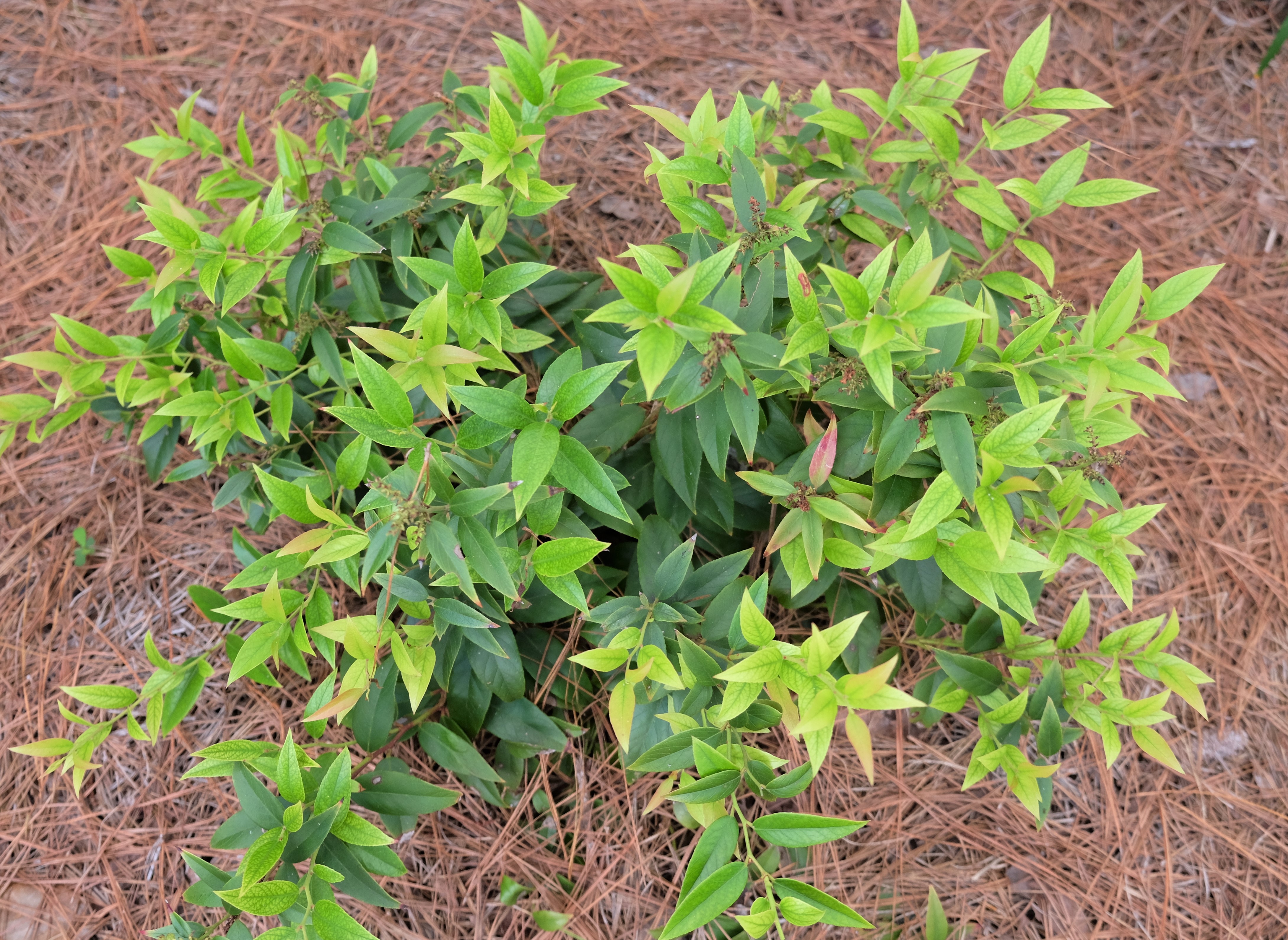 squirt leucothoeJPG